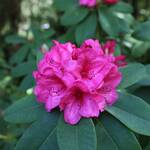 Rhododendron Tofino