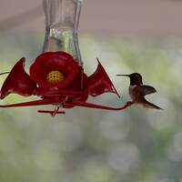 Hummingbirds op de camping Othello