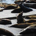 zeehonden op Pier 39