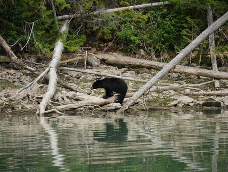 Black bear, loopt langs de waterkant