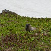 Mount Rainier- marmot