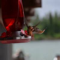 Kolibrie's (Hummingbird)