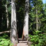 Ceder bomen in Glacier National Park