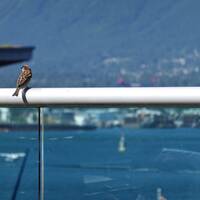 Bird overlooking Vancouver