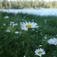 Walton Lake daisy