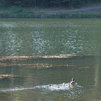 Walton Lake ducklings