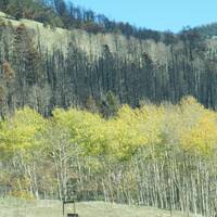 Vele bomen door bosbrand zwart geblakerd (zie ook volgende foto)