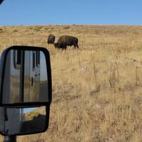 Bison op antelope island