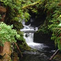 Quinault Rain Forest