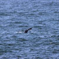 Grijze walvissen spotten in Depoe Bay