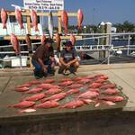 Red snappers 