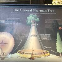 Genral Sherman tree uitleg