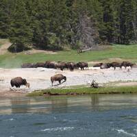 Yellowstone - bizons
