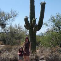 Reuze Saguaro Cactus