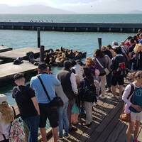 Sea lions bij Pier