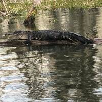 Swamptour Alligator