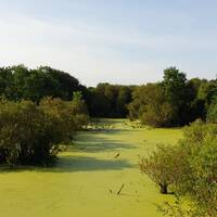 Swamp (moeras)