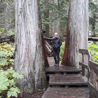 Giant cedar trail