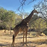 Onze eerste giraf!