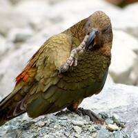 een makke Kea (alpine papegaai)