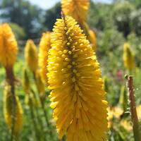 Botanische tuin Christchurch