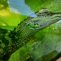 crocodile sanctuary