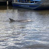 Dolfijnen in Everglades city