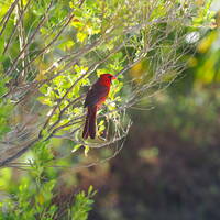 curry hammock state park, rode kardinaalvogel