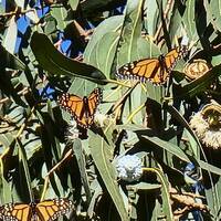 Monarch butterfly grove